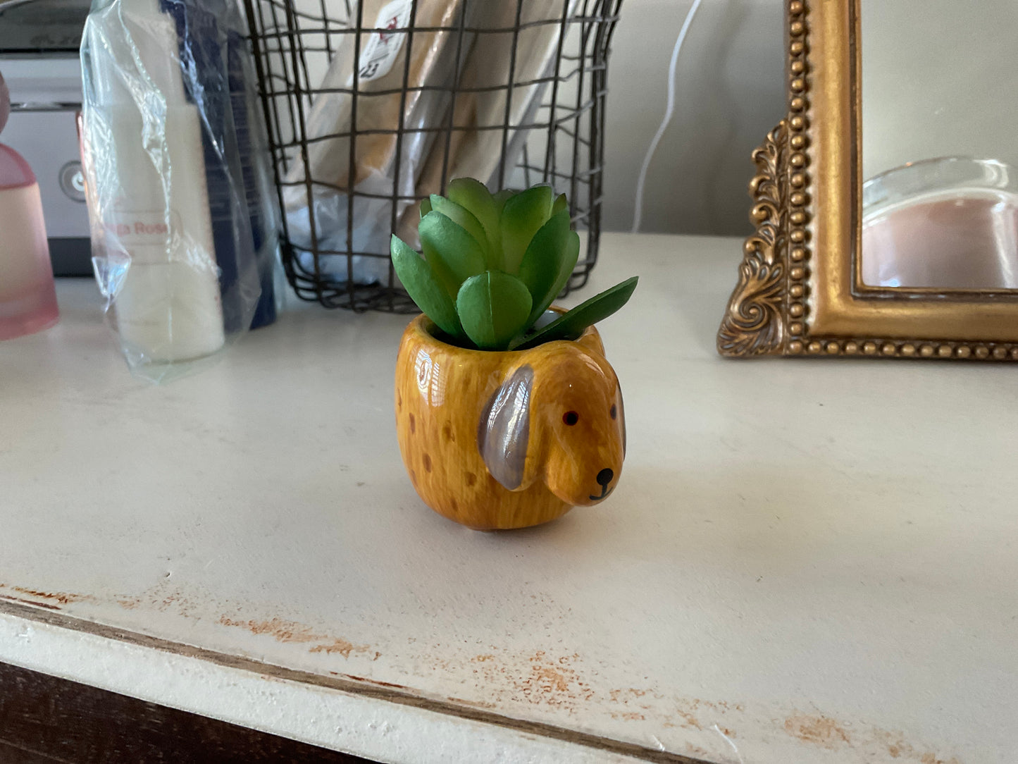 Natural life succulents